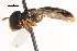  (Paragus apicalis - CNC DIPTERA 105755)  @11 [ ] CreativeCommons - Attribution (2011) CNC/CBG Photography Group Centre for Biodiversity Genomics