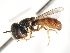  (Paragus bicolor - CNC DIPTERA 105760)  @13 [ ] CreativeCommons - Attribution (2011) CNC/CBG Photography Group Centre for Biodiversity Genomics