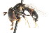  ( - CNC DIPTERA 105763)  @12 [ ] CreativeCommons - Attribution (2011) CNC/CBG Photography Group Centre for Biodiversity Genomics
