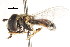  ( - CNC DIPTERA 105766)  @11 [ ] CreativeCommons - Attribution (2011) CNC/CBG Photography Group Centre for Biodiversity Genomics