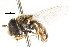  (Paragus borbonicus - CNC DIPTERA 105767)  @13 [ ] CreativeCommons - Attribution (2011) CNC/CBG Photography Group Centre for Biodiversity Genomics