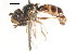  ( - CNC DIPTERA 105768)  @11 [ ] CreativeCommons - Attribution (2011) CNC/CBG Photography Group Centre for Biodiversity Genomics