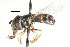  ( - CNC DIPTERA 105769)  @11 [ ] CreativeCommons - Attribution (2011) CNC/CBG Photography Group Centre for Biodiversity Genomics