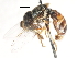  (Paragus capricorni - CNC DIPTERA 105770)  @13 [ ] CreativeCommons - Attribution (2011) CNC/CBG Photography Group Centre for Biodiversity Genomics
