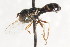  ( - CNC DIPTERA 105771)  @12 [ ] CreativeCommons - Attribution (2011) CNC/CBG Photography Group Centre for Biodiversity Genomics