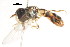  (Paragus compeditus - CNC DIPTERA 105773)  @11 [ ] CreativeCommons - Attribution (2011) CNC/CBG Photography Group Centre for Biodiversity Genomics
