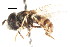  ( - CNC DIPTERA 105774)  @11 [ ] CreativeCommons - Attribution (2011) CNC/CBG Photography Group Centre for Biodiversity Genomics