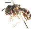  ( - CNC DIPTERA 105775)  @11 [ ] CreativeCommons - Attribution (2011) CNC/CBG Photography Group Centre for Biodiversity Genomics