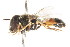  ( - CNC DIPTERA 105776)  @11 [ ] CreativeCommons - Attribution (2011) CNC/CBG Photography Group Centre for Biodiversity Genomics