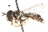  (Paragus hermomensis - CNC DIPTERA 105778)  @12 [ ] CreativeCommons - Attribution (2011) CNC/CBG Photography Group Centre for Biodiversity Genomics