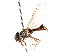  ( - CNC DIPTERA 105848)  @11 [ ] CreativeCommons - Attribution (2011) CNC/CBG Photography Group Centre for Biodiversity Genomics