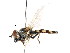  ( - CNC DIPTERA 105857)  @12 [ ] CreativeCommons - Attribution (2011) CNC/CBG Photography Group Centre for Biodiversity Genomics
