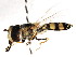  ( - CNC DIPTERA 105873)  @13 [ ] CreativeCommons - Attribution (2011) CNC/CBG Photography Group Centre for Biodiversity Genomics