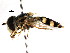  ( - CNC DIPTERA 105874)  @13 [ ] CreativeCommons - Attribution (2011) CNC/CBG Photography Group Centre for Biodiversity Genomics