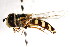  ( - CNC DIPTERA 105875)  @11 [ ] CreativeCommons - Attribution (2011) CNC/CBG Photography Group Centre for Biodiversity Genomics