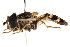 (Scaeva komabensis - CNC DIPTERA 105880)  @11 [ ] CreativeCommons - Attribution (2011) CNC/CBG Photography Group Centre for Biodiversity Genomics
