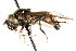  ( - CNC DIPTERA 105896)  @11 [ ] CreativeCommons - Attribution (2011) CNC/CBG Photography Group Centre for Biodiversity Genomics