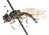  ( - CNC DIPTERA 105922)  @13 [ ] CreativeCommons - Attribution (2011) CNC/CBG Photography Group Centre for Biodiversity Genomics