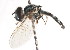  ( - CNC DIPTERA 105923)  @12 [ ] CreativeCommons - Attribution (2011) CNC/CBG Photography Group Centre for Biodiversity Genomics