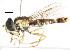  ( - CNC DIPTERA 105938)  @13 [ ] CreativeCommons - Attribution (2011) CNC/CBG Photography Group Centre for Biodiversity Genomics