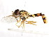  ( - CNC DIPTERA 105939)  @11 [ ] CreativeCommons - Attribution (2011) CNC/CBG Photography Group Centre for Biodiversity Genomics