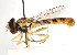  ( - CNC DIPTERA 105940)  @11 [ ] CreativeCommons - Attribution (2011) CNC/CBG Photography Group Centre for Biodiversity Genomics