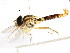  ( - CNC DIPTERA 105941)  @11 [ ] CreativeCommons - Attribution (2011) CNC/CBG Photography Group Centre for Biodiversity Genomics