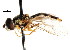  ( - CNC DIPTERA 105946)  @12 [ ] CreativeCommons - Attribution (2011) CNC/CBG Photography Group Centre for Biodiversity Genomics