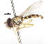  ( - CNC DIPTERA 105954)  @13 [ ] CreativeCommons - Attribution (2011) CNC/CBG Photography Group Centre for Biodiversity Genomics