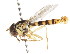  ( - CNC DIPTERA 105955)  @11 [ ] CreativeCommons - Attribution (2011) CNC/CBG Photography Group Centre for Biodiversity Genomics