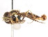  ( - CNC DIPTERA 105956)  @12 [ ] CreativeCommons - Attribution (2011) CNC/CBG Photography Group Centre for Biodiversity Genomics