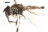  ( - CNC DIPTERA 105961)  @11 [ ] CreativeCommons - Attribution (2011) CNC/CBG Photography Group Centre for Biodiversity Genomics