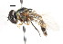  ( - CNC DIPTERA 105970)  @13 [ ] CreativeCommons - Attribution (2011) CNC/CBG Photography Group Centre for Biodiversity Genomics