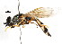  ( - CNC DIPTERA 105974)  @11 [ ] CreativeCommons - Attribution (2011) CNC/CBG Photography Group Centre for Biodiversity Genomics