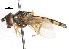  ( - CNC DIPTERA 105975)  @12 [ ] CreativeCommons - Attribution (2011) CNC/CBG Photography Group Centre for Biodiversity Genomics