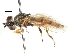  ( - CNC DIPTERA 105976)  @14 [ ] CreativeCommons - Attribution (2011) CNC/CBG Photography Group Centre for Biodiversity Genomics