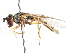  ( - CNC DIPTERA 105977)  @13 [ ] CreativeCommons - Attribution (2011) CNC/CBG Photography Group Centre for Biodiversity Genomics