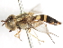  (Syrphus dalhousiae - CNC DIPTERA 106005)  @11 [ ] CreativeCommons - Attribution (2011) CNC/CBG Photography Group Centre for Biodiversity Genomics