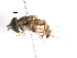  ( - CNC DIPTERA 106011)  @11 [ ] CreativeCommons - Attribution (2011) CNC/CBG Photography Group Centre for Biodiversity Genomics