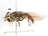  ( - CNC DIPTERA 106014)  @11 [ ] CreativeCommons - Attribution (2011) CNC/CBG Photography Group Centre for Biodiversity Genomics
