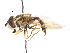  ( - CNC DIPTERA 106015)  @11 [ ] CreativeCommons - Attribution (2011) CNC/CBG Photography Group Centre for Biodiversity Genomics