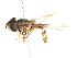  ( - CNC DIPTERA 106016)  @11 [ ] CreativeCommons - Attribution (2011) CNC/CBG Photography Group Centre for Biodiversity Genomics