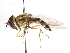  ( - CNC DIPTERA 106017)  @11 [ ] CreativeCommons - Attribution (2011) CNC/CBG Photography Group Centre for Biodiversity Genomics