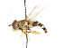  (Syrphus sexmaculatus - CNC DIPTERA 106019)  @11 [ ] CreativeCommons - Attribution (2011) CNC/CBG Photography Group Centre for Biodiversity Genomics