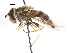  ( - CNC DIPTERA 106026)  @13 [ ] CreativeCommons - Attribution (2011) CNC/CBG Photography Group Centre for Biodiversity Genomics