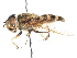  ( - CNC DIPTERA 106028)  @14 [ ] CreativeCommons - Attribution (2011) CNC/CBG Photography Group Centre for Biodiversity Genomics
