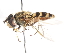  ( - CNC DIPTERA 106029)  @13 [ ] CreativeCommons - Attribution (2011) CNC/CBG Photography Group Centre for Biodiversity Genomics