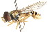  ( - CNC DIPTERA 106049)  @11 [ ] CreativeCommons - Attribution (2011) CNC/CBG Photography Group Centre for Biodiversity Genomics
