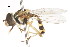  ( - CNC DIPTERA 106050)  @11 [ ] CreativeCommons - Attribution (2011) CNC/CBG Photography Group Centre for Biodiversity Genomics