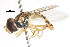  ( - CNC DIPTERA 106051)  @11 [ ] CreativeCommons - Attribution (2011) CNC/CBG Photography Group Centre for Biodiversity Genomics